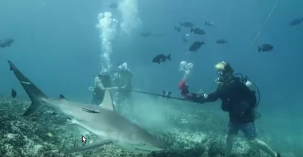 Picture 1 of Video: Sharks' sudden reaction when lured with human blood