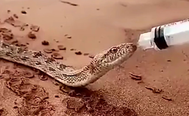 Picture 1 of Video: Snake is about to die of thirst in the desert near people asking for water