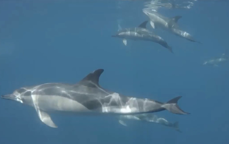 Picture 1 of Video: Song of the ocean of shy dolphins