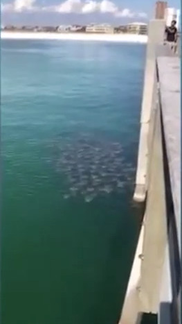 Picture 1 of Video: Stingy fish pulls into a large flock for food
