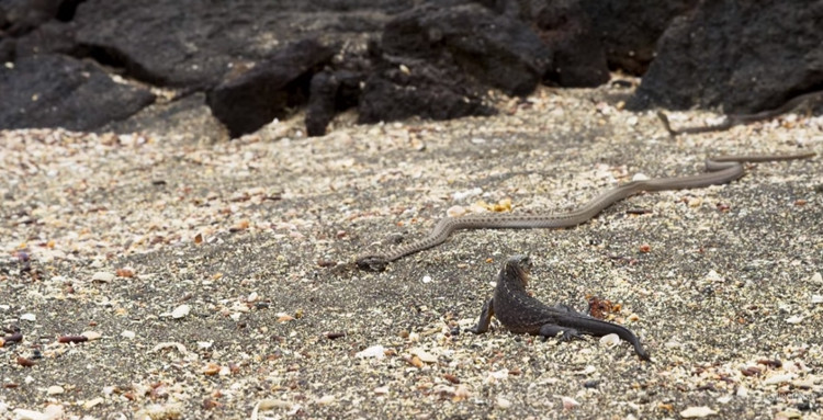 Picture 1 of Video: The baby salamander miraculously escapes the pursuit of snakes