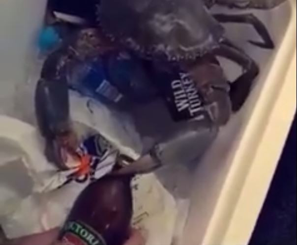 Picture 1 of Video: The crab used to snatch the beer bottle off
