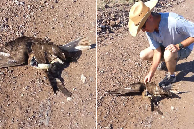 Picture 1 of Video: The hawk swooped down to hunt snake, unexpectedly squeezed hard