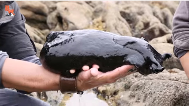 Picture 1 of Video: The largest planet snail weighs nearly 5kg