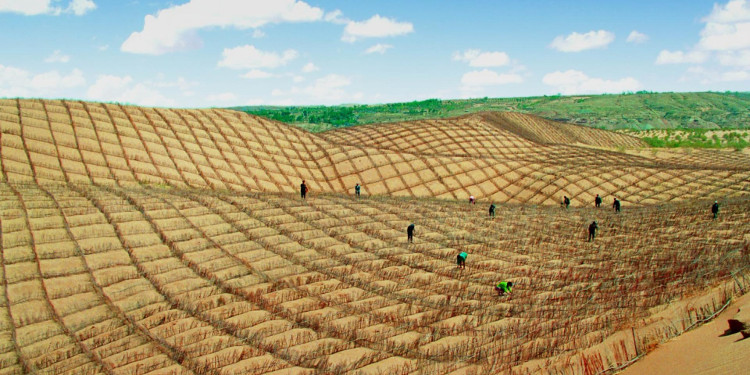 Picture 1 of Video: The mixture helps China turn desert into cultivated land