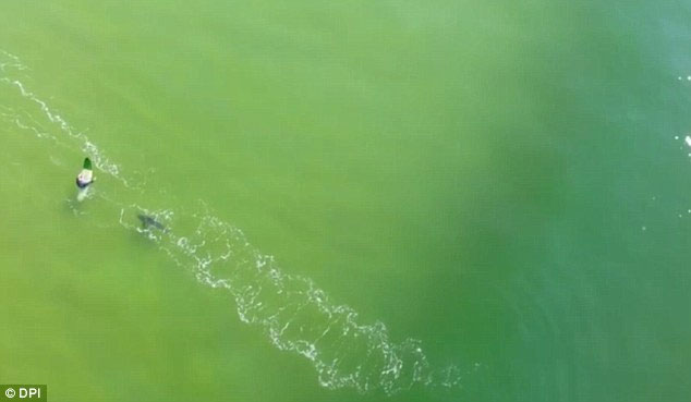 Picture 1 of Video: The moment when the great white shark approached the surfing player