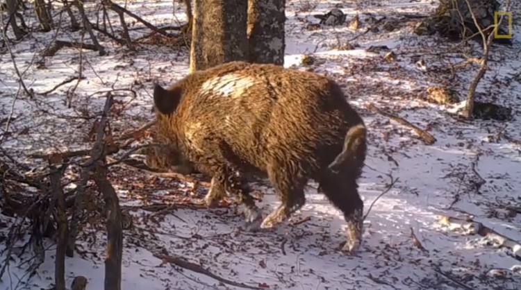 Video: The natural world around oak roots for a year images 1