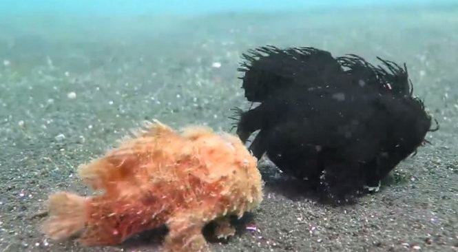 Picture 1 of Video: The sight of fish walking in the sea