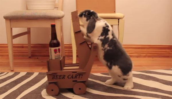 Picture 1 of Video: The smart rabbit knows to bring beer to the owner upon request
