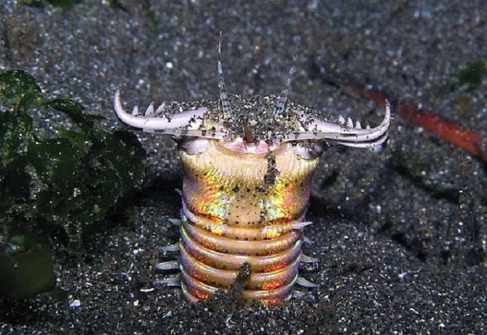 Picture 1 of Video: The terrifying hunting ability of the Bobbit worm