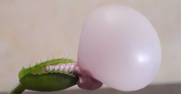 Picture 1 of Video: The tree knows how to blow chewing gum