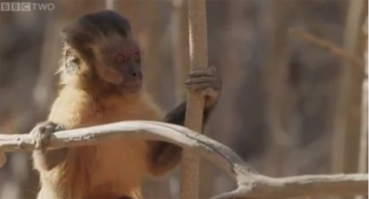 Picture 1 of Video: The way to flirt with a strange capuchin monkey