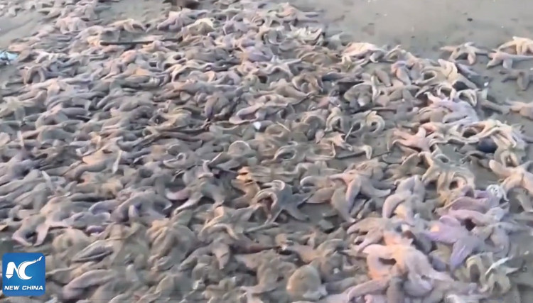 Picture 1 of Video: Thousands of starfish die massively on the Russian island