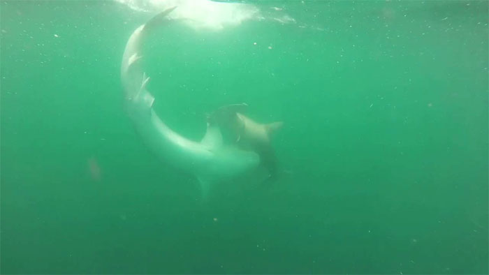 Picture 1 of Video: Tiger sharks weigh nearly half a ton to kill the hammerhead shark that is over 2 meters long