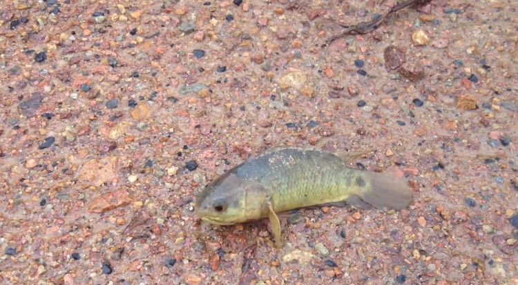 Picture 1 of Video: Tilapia decides to go out to find a way home