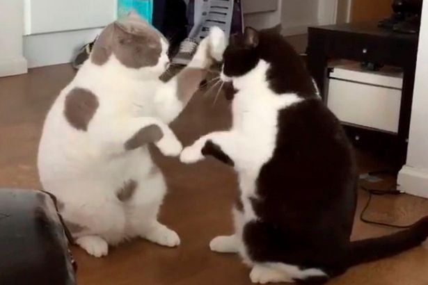 Picture 1 of Video: Watch cats play clapping games in rhythm