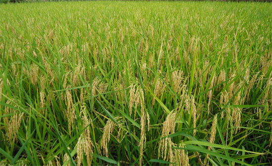 Picture 1 of Vietnam and IRRI cooperate to develop rice industry