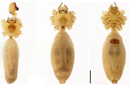 Picture 1 of Vietnam announced 19 new spider species