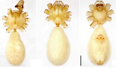 Picture 2 of Vietnam announced 19 new spider species