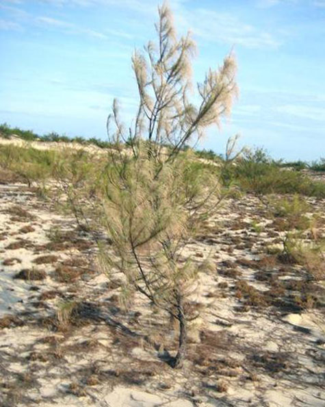 Picture 3 of Vietnam climate is becoming abnormal