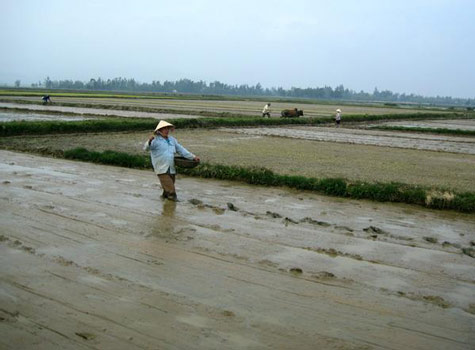 Picture 6 of Vietnam climate is becoming abnormal