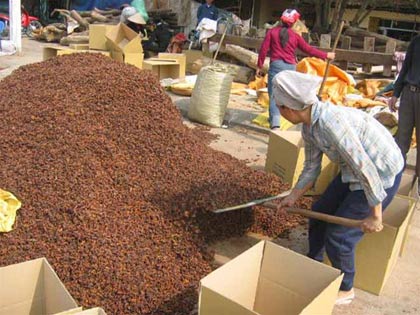 Picture 1 of Vietnam continues to study the production of anti-avian influenza drugs