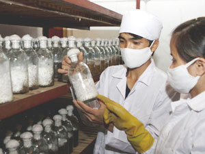 Picture 1 of Vietnam expects 3 bio-economic projects with the Netherlands