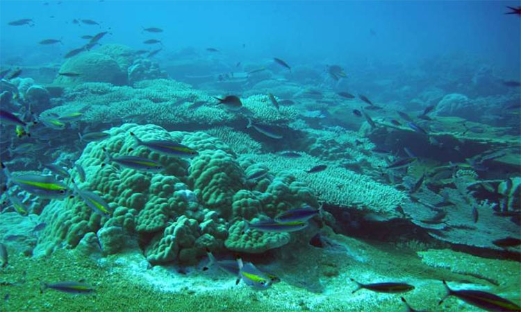 Picture 1 of Vietnam faces unprecedented storms and floods if the coral reef is lost