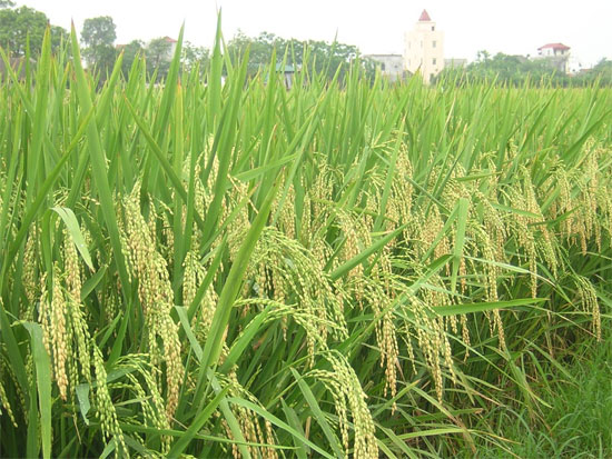 Picture 1 of Vietnam first deciphered the rice genome for the first time