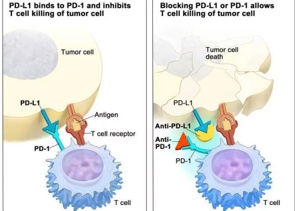 Picture 1 of Vietnam has a different approach to cancer treatment immunity