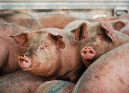 Picture 1 of Vietnam has not had research on H1N1 swine flu