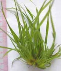 Picture 1 of Vietnam: Investment in environmental protection and biotechnology