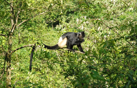 Picture 1 of Vietnam is about to have a wildlife park