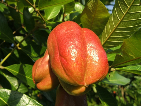 Picture 10 of Vietnam is honored to own 3 of the 10 rarest fruits in the world