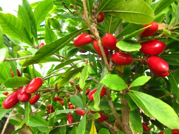 Picture 4 of Vietnam is honored to own 3 of the 10 rarest fruits in the world