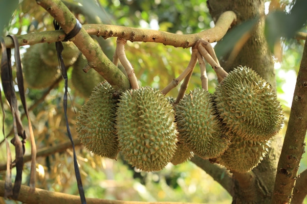 Picture 5 of Vietnam is honored to own 3 of the 10 rarest fruits in the world