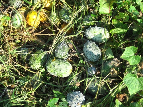 Picture 6 of Vietnam is honored to own 3 of the 10 rarest fruits in the world