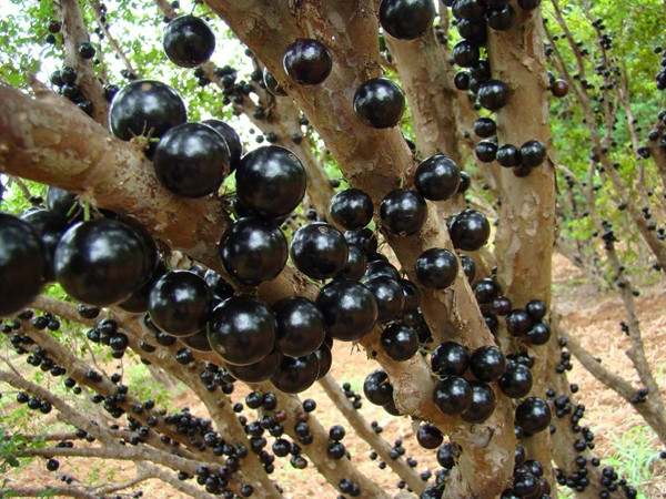 Picture 7 of Vietnam is honored to own 3 of the 10 rarest fruits in the world