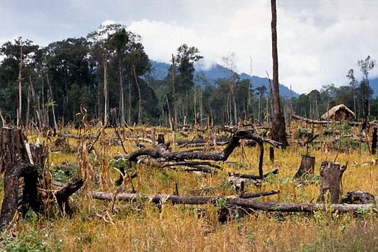 Picture 1 of Vietnam is losing its biodiversity
