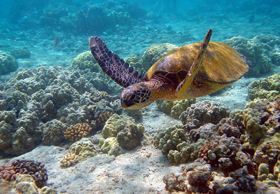 Picture 1 of Vietnam marine ecosystem is seriously degraded