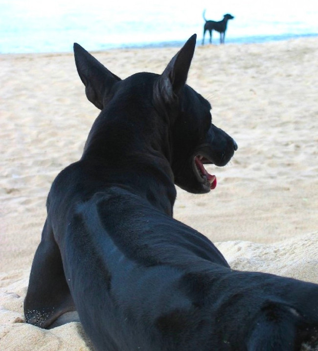 Picture 3 of Vietnam owns one of the most rare and expensive dogs in the world