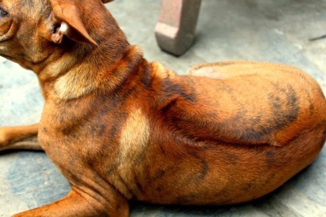 Picture 4 of Vietnam owns one of the most rare and expensive dogs in the world