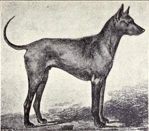 Picture 5 of Vietnam owns one of the most rare and expensive dogs in the world