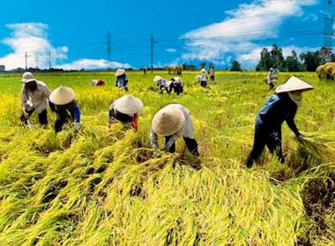 Picture 1 of Vietnam participates in international rice project