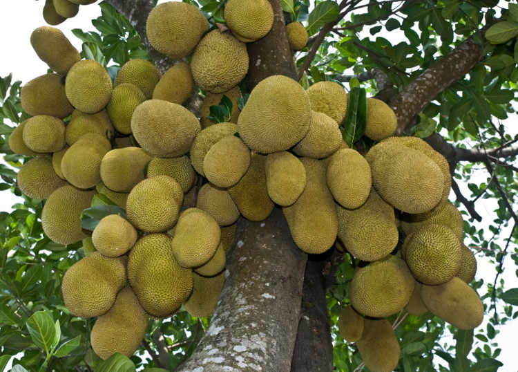 Picture 4 of Vietnam possesses the fruit known as