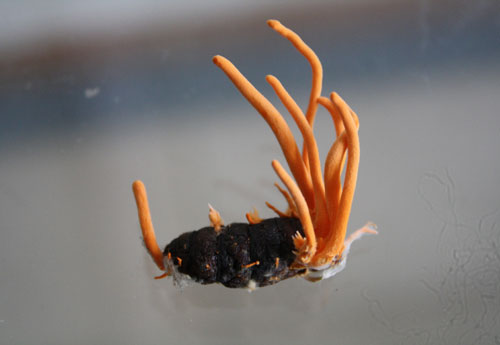 Picture 1 of Vietnam produces cordyceps