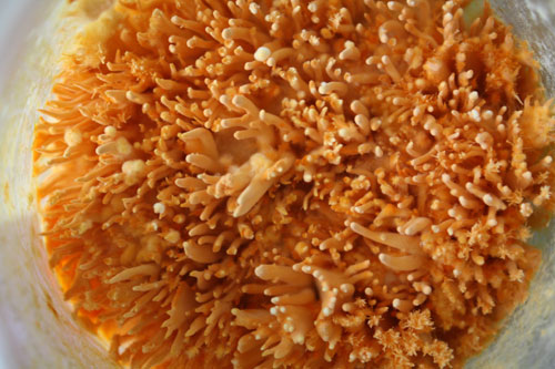 Picture 2 of Vietnam produces cordyceps