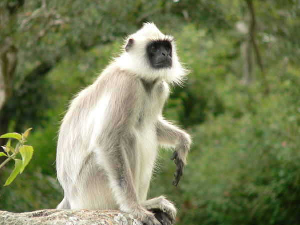 Picture 1 of Vietnam: Rare and endangered langurs