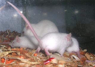 Picture 2 of Vietnam: Stem cell bank is about to go into operation