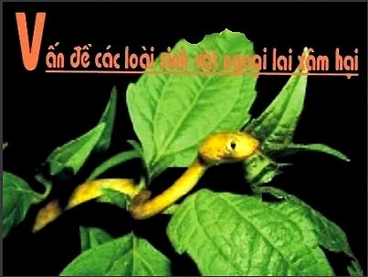 Picture 3 of Vietnam: Strange creatures invade the river